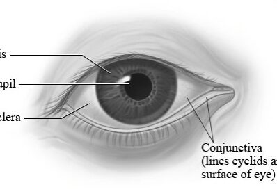thumbnail_Eye-Anatomy